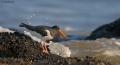 Oystercatcher 0410_2